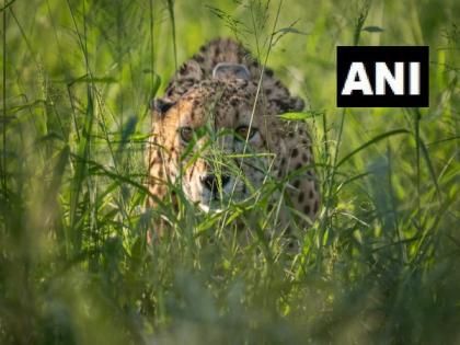 12 cheetahs begin their journey from South Africa, to reach India tomorrow | 12 cheetahs begin their journey from South Africa, to reach India tomorrow