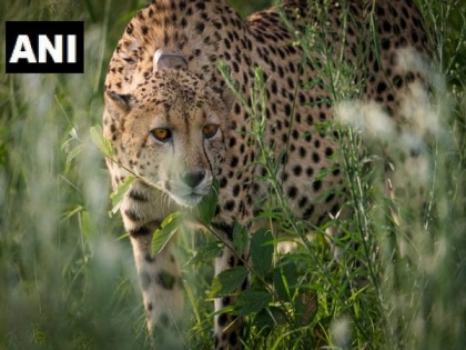 MP: 12 cheetahs from South Africa lands at MP's Gwalior Airport | MP: 12 cheetahs from South Africa lands at MP's Gwalior Airport