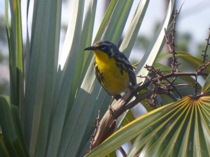 Endangered Bahamas bird may be lost from island following hurricane: Research | Endangered Bahamas bird may be lost from island following hurricane: Research