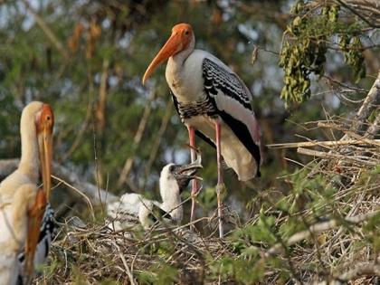 Sarus Crane forms bond with Uttar Pradesh, follows him everywhere! | Sarus Crane forms bond with Uttar Pradesh, follows him everywhere!