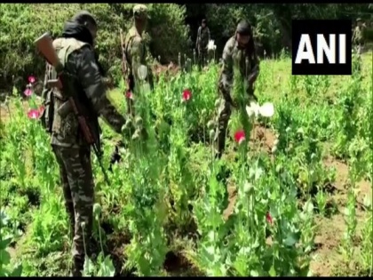 Jharkhand: Police busts opium cultivation in Naxal-hit Lohardaga forest | Jharkhand: Police busts opium cultivation in Naxal-hit Lohardaga forest