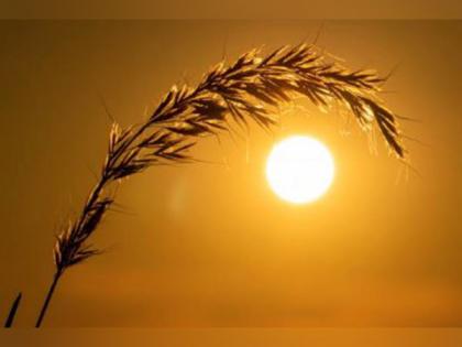 Amid chances of heatwave, govt says wheat crop conditions are normal | Amid chances of heatwave, govt says wheat crop conditions are normal