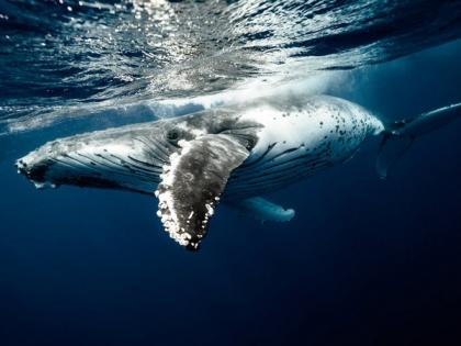 Study finds whales use vocal fry to catch food in deep waters | Study finds whales use vocal fry to catch food in deep waters