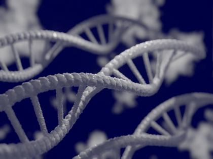 DNA repair discovery could improve biotechnology: Research | DNA repair discovery could improve biotechnology: Research
