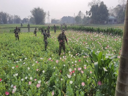BSF destroys illegal poppy cultivation at India-Bangladesh border | BSF destroys illegal poppy cultivation at India-Bangladesh border