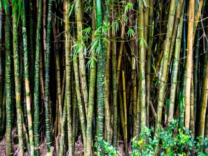 Two-day workshop to promote bamboo as alternative material to be held in Delhi | Two-day workshop to promote bamboo as alternative material to be held in Delhi