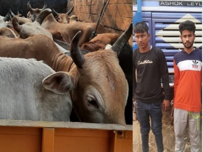 Assam: Police recover 24 cattle heads from truck in Nagaon, 2 arrested | Assam: Police recover 24 cattle heads from truck in Nagaon, 2 arrested