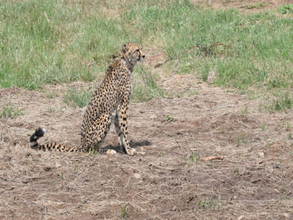 MP: Namibian cheetas make their first hunt in Kuno park | MP: Namibian cheetas make their first hunt in Kuno park