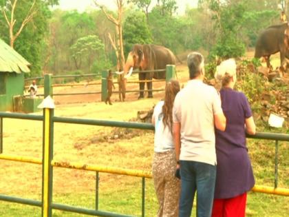 Tourist throng to see baby jumbo from Oscar-winning 'Elephant Whisperers' | Tourist throng to see baby jumbo from Oscar-winning 'Elephant Whisperers'