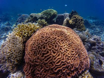 New study suggests there's oxygen loss on coral reefs | New study suggests there's oxygen loss on coral reefs