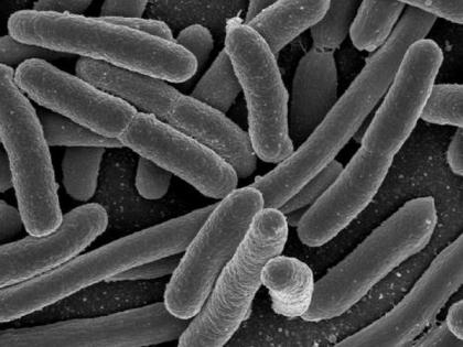 Research suggests how to boost growth of beneficial bacterial species in human gut | Research suggests how to boost growth of beneficial bacterial species in human gut