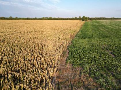 Pakistan: Huge output shortfall in cotton crops projected | Pakistan: Huge output shortfall in cotton crops projected