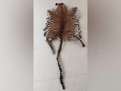 Man arrested with leopard skin in Odisha's Boudh | Man arrested with leopard skin in Odisha's Boudh