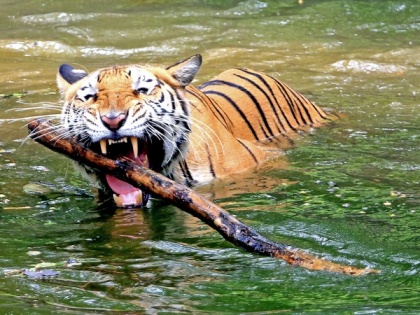 Odisha: Royal Bengal Tiger kills villager in Sunabeda Wildlife Sanctuary | Odisha: Royal Bengal Tiger kills villager in Sunabeda Wildlife Sanctuary