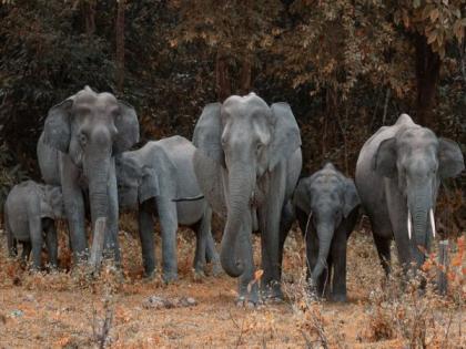 Karti Chidambaram raises concern over elephant deaths due to electrocution, writes to in Tamil Nadu govt | Karti Chidambaram raises concern over elephant deaths due to electrocution, writes to in Tamil Nadu govt