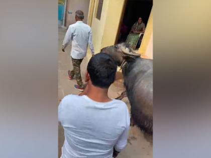 MP: Gwalior civic body takes away dairy operator's buffalo for defaulting in water tax payment | MP: Gwalior civic body takes away dairy operator's buffalo for defaulting in water tax payment