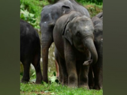 Man narrowly escapes wild elephant's attack in Assam's Kamrup | Man narrowly escapes wild elephant's attack in Assam's Kamrup