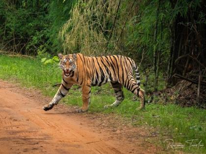 Chhattisgarh: Man killed in tiger attack, two injured | Chhattisgarh: Man killed in tiger attack, two injured