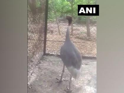 UP man's Sarus crane 'friend' reaches Kanpur zoo, quarantined | UP man's Sarus crane 'friend' reaches Kanpur zoo, quarantined