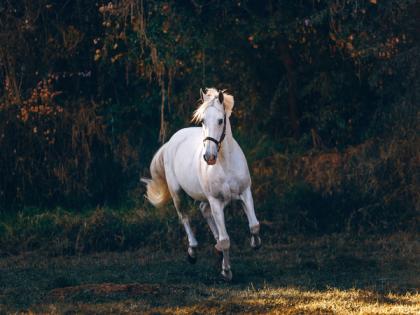 Horse dies on set of 'The Lord of the Rings: The Rings of Power' | Horse dies on set of 'The Lord of the Rings: The Rings of Power'