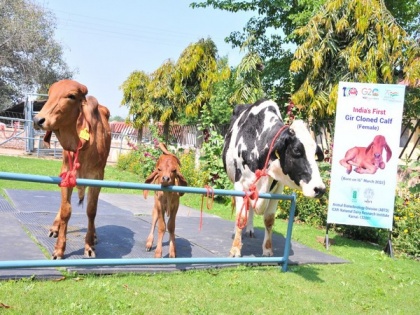 India's first cloned desi Gir female calf Ganga produced at NDRI, Karnal | India's first cloned desi Gir female calf Ganga produced at NDRI, Karnal