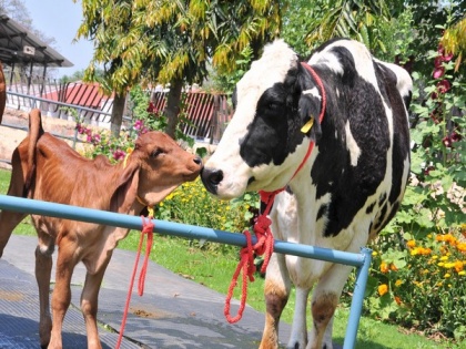 Haryana: India's first cloned desi Gir female calf, Ganga produced at NDRI | Haryana: India's first cloned desi Gir female calf, Ganga produced at NDRI