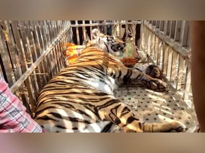 Chhattisgarh: Forest Department rescues injured tiger | Chhattisgarh: Forest Department rescues injured tiger