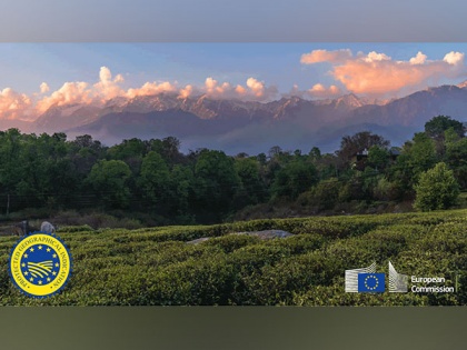 Himachal Pradesh's Kangra tea gets European GI tag | Himachal Pradesh's Kangra tea gets European GI tag