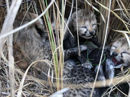 Female cheetah brought from Namibia gives birth to 4 cubs | Female cheetah brought from Namibia gives birth to 4 cubs