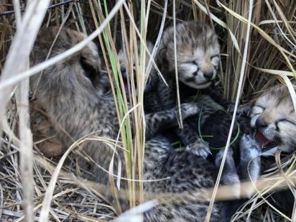 Namibian cheetah gives birth to four cubs at MP's Kuno National Park | Namibian cheetah gives birth to four cubs at MP's Kuno National Park