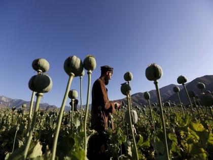 Campaign to destroy poppy fields begins in Afghanistan's Herat | Campaign to destroy poppy fields begins in Afghanistan's Herat