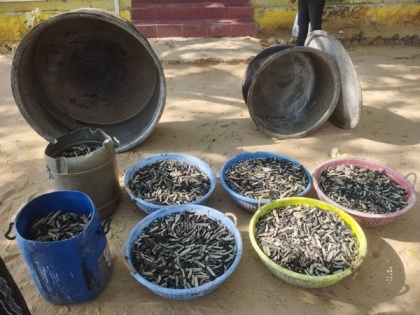 Tamil Nadu: 250 kg of sea cucumber seized in Ramanathapuram district | Tamil Nadu: 250 kg of sea cucumber seized in Ramanathapuram district