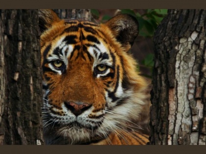 Warren Pereira's award-winning conservation documentary 'Tiger 24' available to rent on Prime Video India | Warren Pereira's award-winning conservation documentary 'Tiger 24' available to rent on Prime Video India