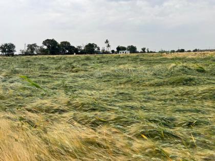 Cong minister demands compensation for farmers after hail damages crops in Rohtak | Cong minister demands compensation for farmers after hail damages crops in Rohtak Cong minister demands compensation for farmers after hail damages crops in Rohtak | Cong minister demands compensation for farmers after hail damages crops in Rohtak