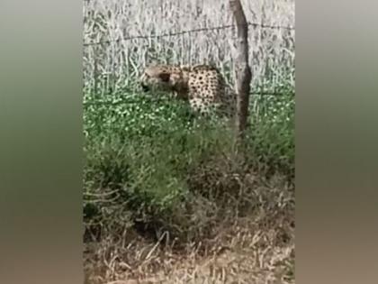 MP: Cheetah from Kuno National Park enters nearby village | MP: Cheetah from Kuno National Park enters nearby village MP: Cheetah from Kuno National Park enters nearby village | MP: Cheetah from Kuno National Park enters nearby village