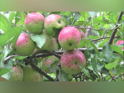 Apple farmers unite, protest against Centre's farming policies | Apple farmers unite, protest against Centre's farming policies