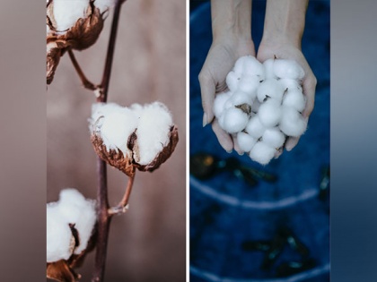 Domestic cotton production in Pakistan declines to four decade low of 4.9 m bales | Domestic cotton production in Pakistan declines to four decade low of 4.9 m bales