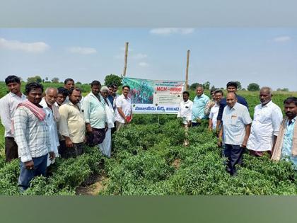 Good news to Indian chilli farmers - New chilli hybrid NCH-6889 to give solution to Black thrips menace in chilli crop from Nuziveedu Seeds Research | Good news to Indian chilli farmers - New chilli hybrid NCH-6889 to give solution to Black thrips menace in chilli crop from Nuziveedu Seeds Research