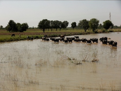 Pakistan: Shortage of water to affect Kharif crops | Pakistan: Shortage of water to affect Kharif crops