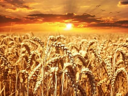 Survey shows 1.3 million tonne fall in wheat production over unseasonal rains | Survey shows 1.3 million tonne fall in wheat production over unseasonal rains