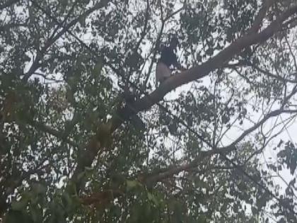 Transgender woman protests 'attack' by climbing tree in Kerala's Aluva | Transgender woman protests 'attack' by climbing tree in Kerala's Aluva Transgender woman protests 'attack' by climbing tree in Kerala's Aluva | Transgender woman protests 'attack' by climbing tree in Kerala's Aluva