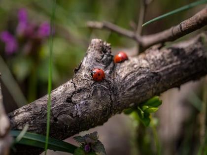 Ambrosia beetles can distinguish between different species of fungi by their scents: Study | Ambrosia beetles can distinguish between different species of fungi by their scents: Study