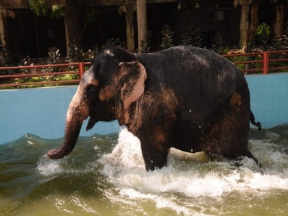 Tamil Nadu Finance Minister P Thaiga Rajan inaugurates bathing pool for elephants | Tamil Nadu Finance Minister P Thaiga Rajan inaugurates bathing pool for elephants