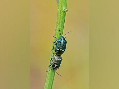 Researchers find how ambrosia beetles identify their food fungi by their scents | Researchers find how ambrosia beetles identify their food fungi by their scents