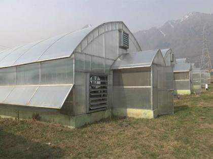 J-K horticulture dept introduces hi-tech poly houses, high yielding varieties to increase walnut production | J-K horticulture dept introduces hi-tech poly houses, high yielding varieties to increase walnut production