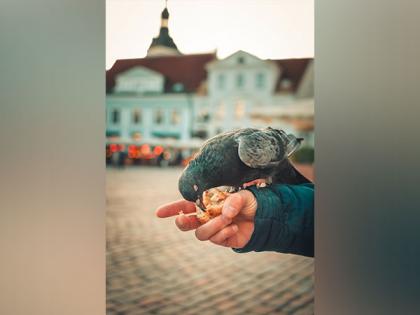 Bird feeding aids small birds to fight infection: Research | Bird feeding aids small birds to fight infection: Research Bird feeding aids small birds to fight infection: Research | Bird feeding aids small birds to fight infection: Research