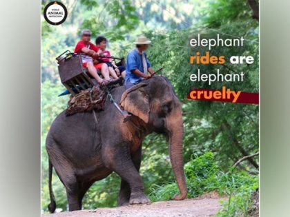 Elephant Safaris should be discouraged to end suffering of captive elephants | Elephant Safaris should be discouraged to end suffering of captive elephants