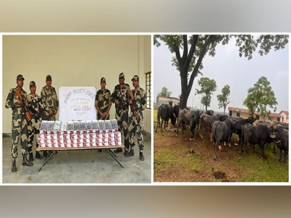 BSF Meghalaya rescues 22 cattle, spectacles worth Rs 16 lakh | BSF Meghalaya rescues 22 cattle, spectacles worth Rs 16 lakh