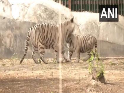 Bhupender Yadav releases two cubs in arena of white tiger enclosure at Delhi Zoo | Bhupender Yadav releases two cubs in arena of white tiger enclosure at Delhi Zoo