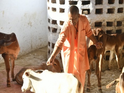 UP: CM Yogi feeds jaggery to cattle in Gaushala on visit to Gorakhnath temple | UP: CM Yogi feeds jaggery to cattle in Gaushala on visit to Gorakhnath temple